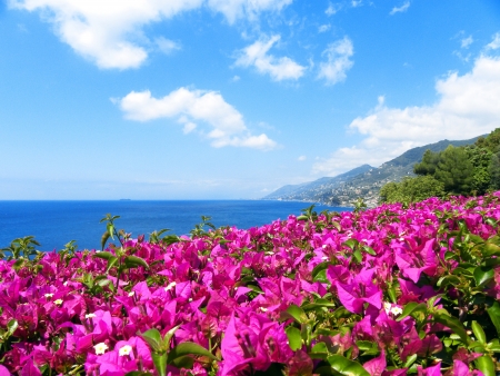           Bougainvillea Flowers on Mediterranean Seascape                     の写真素材