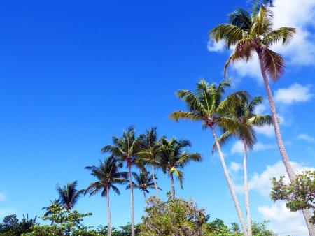 Palm trees on Blue Skyの写真素材