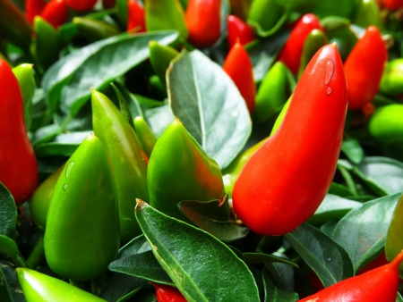Red Hot Chili Pepper の写真素材