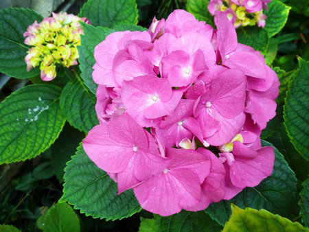 Pink Hydrangea Flower Close Up