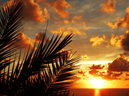 Awesome Golden Sunset on the Sea with Palmtreeの写真素材