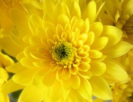 Yellow Dahlia Macro                       の写真素材