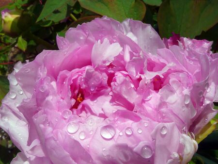Pink Peony with Rain Dropsの写真素材