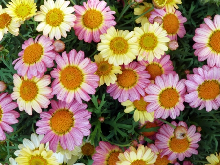 Spring Daisies Bloomingの写真素材