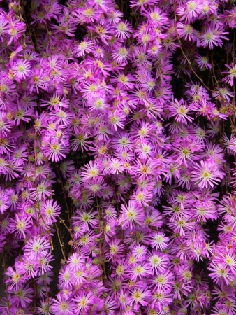 Pink Fucshia Flowers Background                             の写真素材