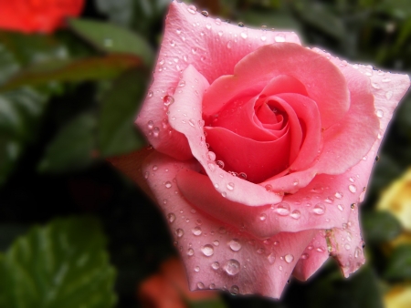 Pink Rose Bloom with Dew Drops                       の写真素材