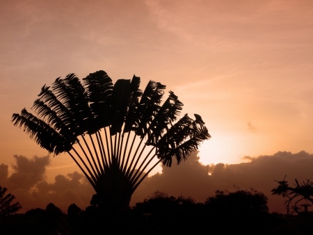  Palm tree Shape on Warm Exotic Sunset                              の写真素材