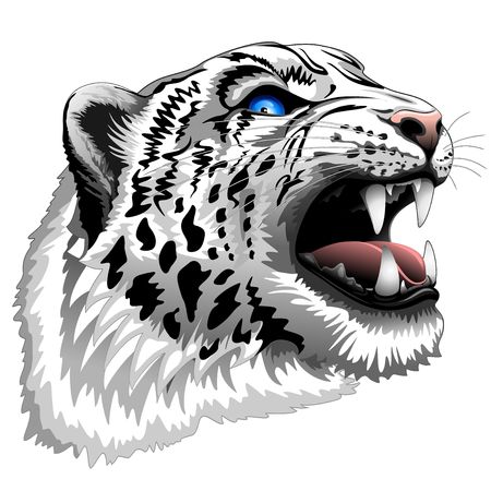 Snow Leopard Roarのイラスト素材