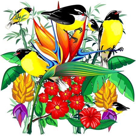 Birds Cute Exotic Bananaquit on Tropical Natureのイラスト素材