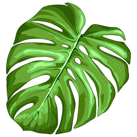 Monstera Leaf Tropical Plant Vector Illustrationのイラスト素材