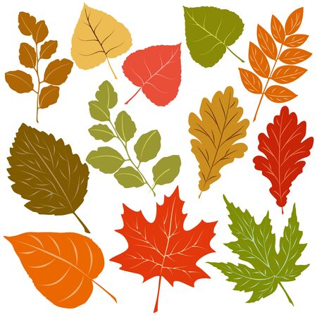 Autumn Leaves Fall Season Vector Elements isolated on whiteのイラスト素材