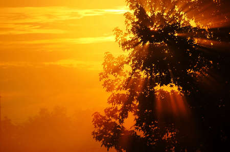 Foggy morning sunriseの写真素材