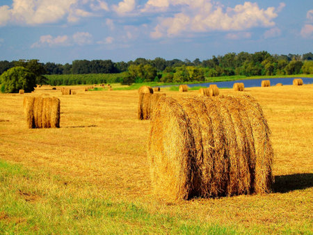Hay field
