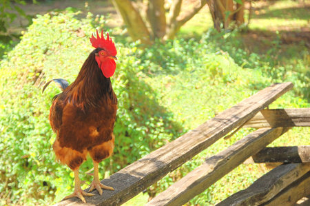 Red Rooster standing on a split rail fence at a public park,