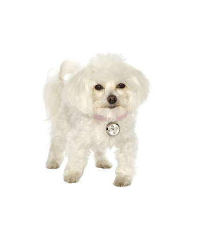 dog, animal, petの写真素材