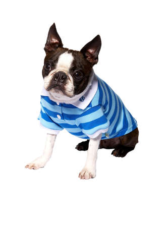 dog in clothing, dressed up, petの写真素材