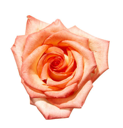 flower budの写真素材