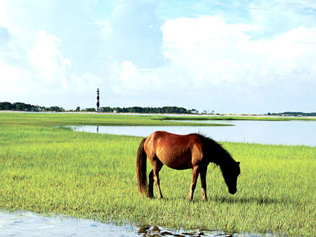 horse on green grass, eatingの写真素材