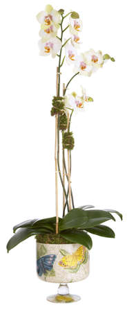 floral arrangement, orchid and cachepotの写真素材