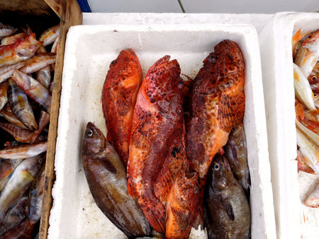 Fresh fish from the sea