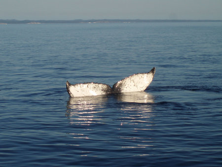 Tale of a humpback whale