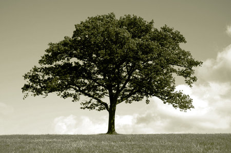 An oak tree in Summer
