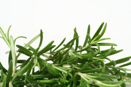 A close-up of rosemary with white background.の写真素材