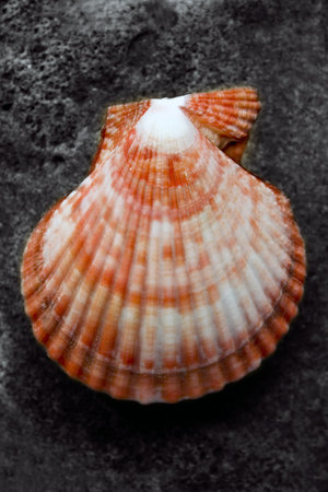 An arty impression of a sea shell in colour and black and white.