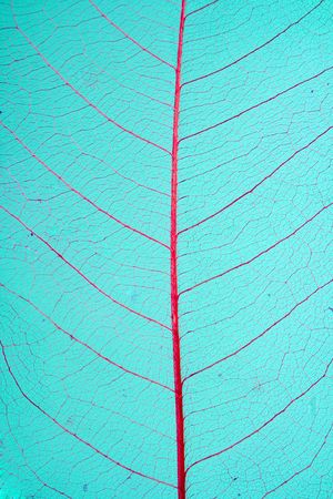 A close-up of a skeleton leaf with blue background.の写真素材