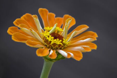 An orange daze on a grey background.の写真素材