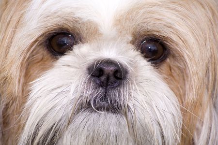 A close-up of a dogs face.の写真素材