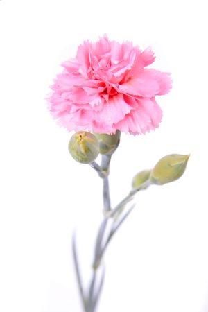 Pink Carnation on a white background.の写真素材