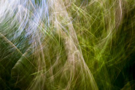 Abstract grass blurred motion image as a nature background の写真素材
