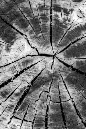 Abstract image of a old dried out tree trunk.の写真素材