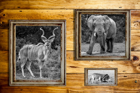 Three empty picture frames with black and white images of a elephant, kudu and two zebras over a...