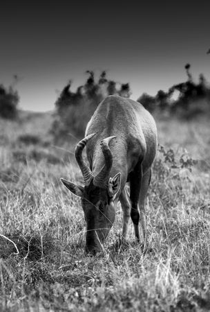 Black and white red hartebees image.の写真素材
