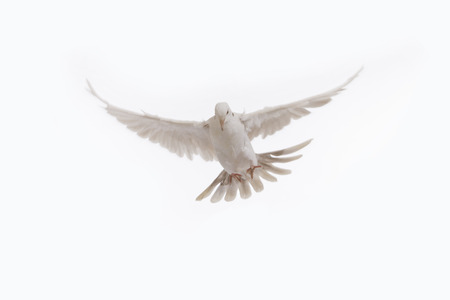 A free flying white dove isolated on a black background. Bird of peace. Pigeon mailの写真素材