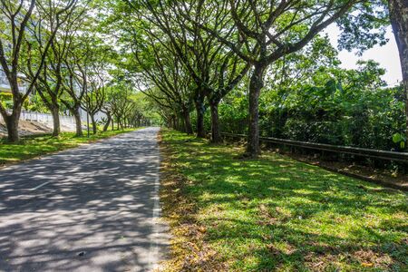 Road and track over the field in forestの写真素材