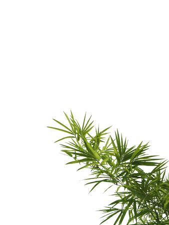 Green bamboo leaves on white backgroundの写真素材