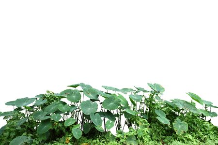 A group of Lush green leaves isolated on white backgroundの写真素材