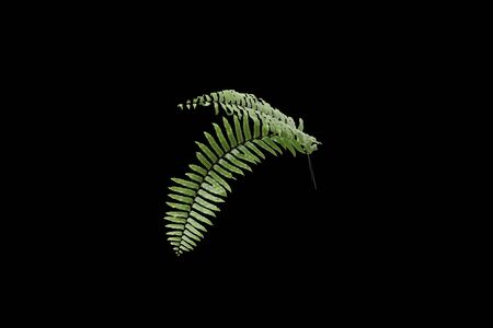 Closeup fresh green fernの写真素材