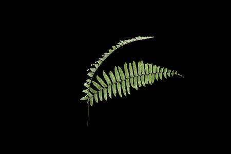 Green palm leaves, tropical plant growing in wild isolated on black background.の写真素材
