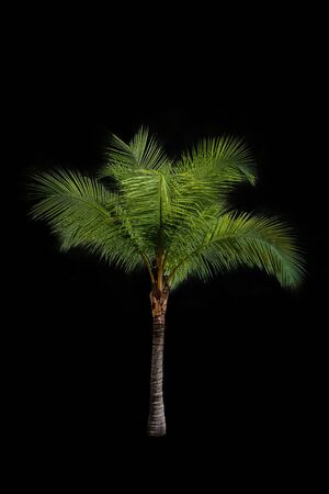 Coconut palm tree isolated on black backgroundの写真素材