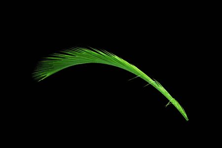 Green leaves of palm tree isolated on black backgroundの写真素材