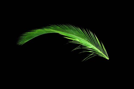 Green leaves of palm tree isolated on black backgroundの写真素材