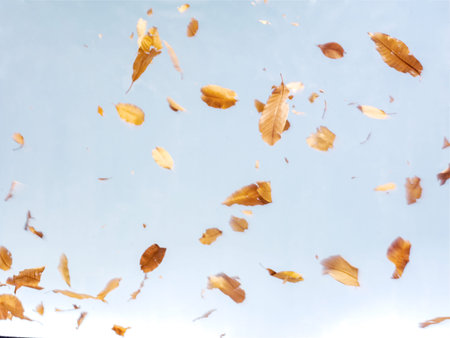 Autumn dry falling leaves,isolated on sky background.
