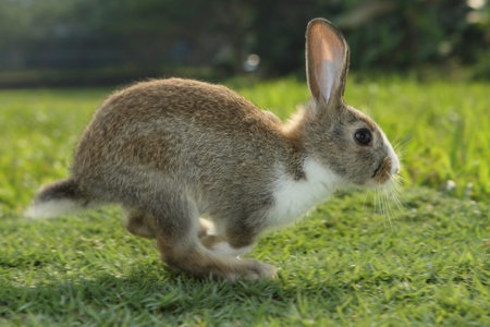 Little white brown rabbit playing in the green field on sunny day.