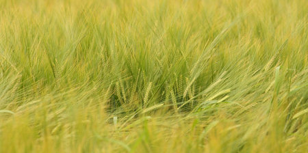 corn - natural background texture