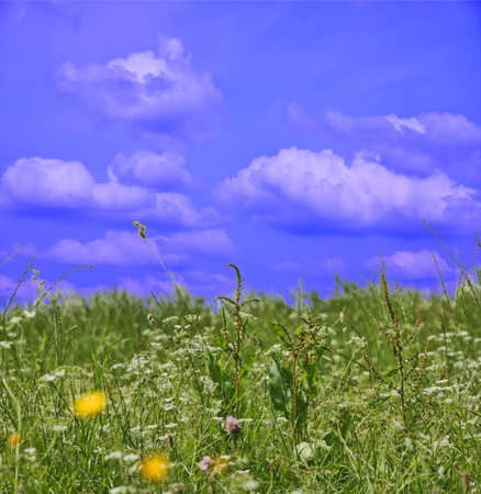 summer meadow and blue sky background, の写真素材