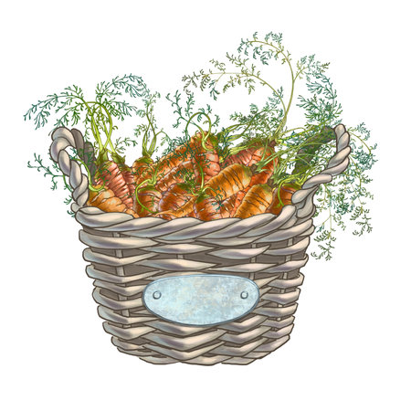 A color illustration of fresh vegetables broccoli, beets, carrots, peas in a basket is suitable for decorating a restaurant, farming business or other purposesの写真素材